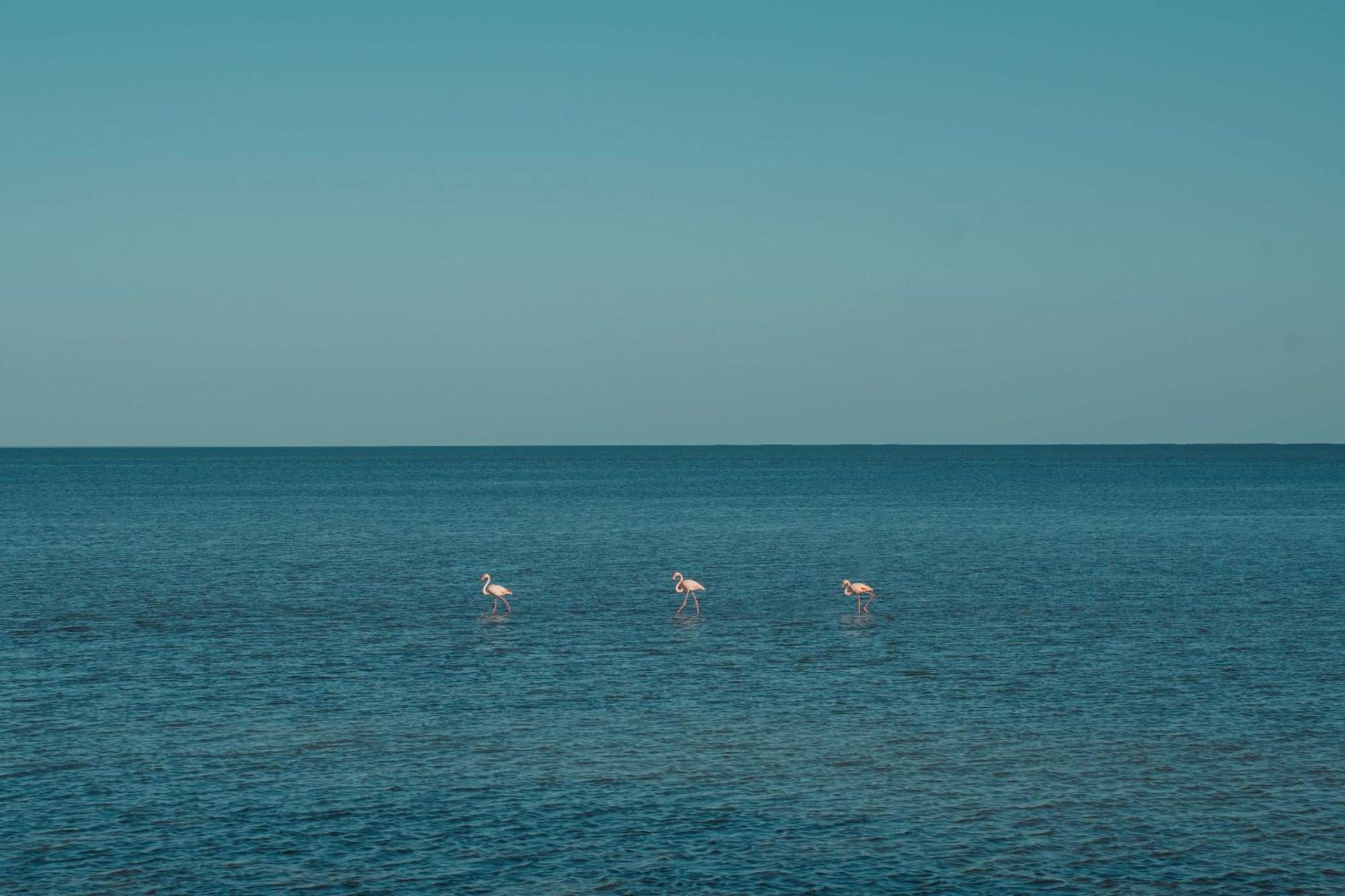 Radisson Blu Palace Resort & Thalasso, Djerba Mezraia Esterno foto Flamingoes in the Gulf of Aqaba